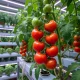 Red cherry tomatoes ripening on the vine inside a controlled vertical farming environment