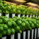 Vibrant green basil plants thriving under warm LED grow lights in vertical farm
