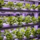 Fresh butter lettuce heads growing in a hydroponic vertical farm rack with purple LED lights