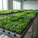 Dense microgreens sprouting vibrant green in shallow trays inside a clean urban farm nursery