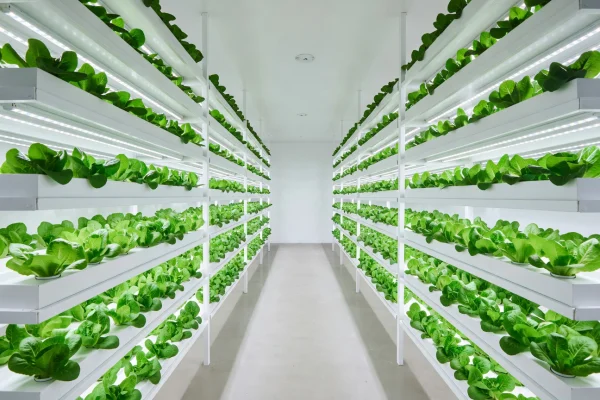 Clean white underground vertical farm in Tokyo with rows of hydroponic lettuce under bright grow lights